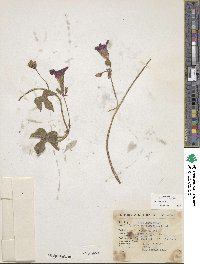 Ipomoea purpurea image