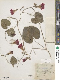 Ipomoea purpurea image