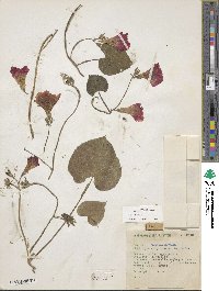 Ipomoea purpurea image