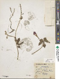 Ipomoea purpurea image