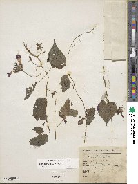 Ipomoea purpurea image