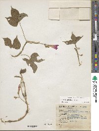 Ipomoea purpurea image