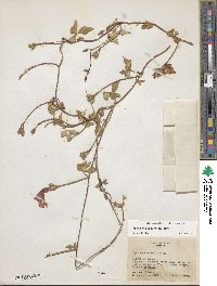 Ipomoea purpurea image