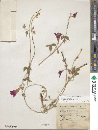 Ipomoea purpurea image