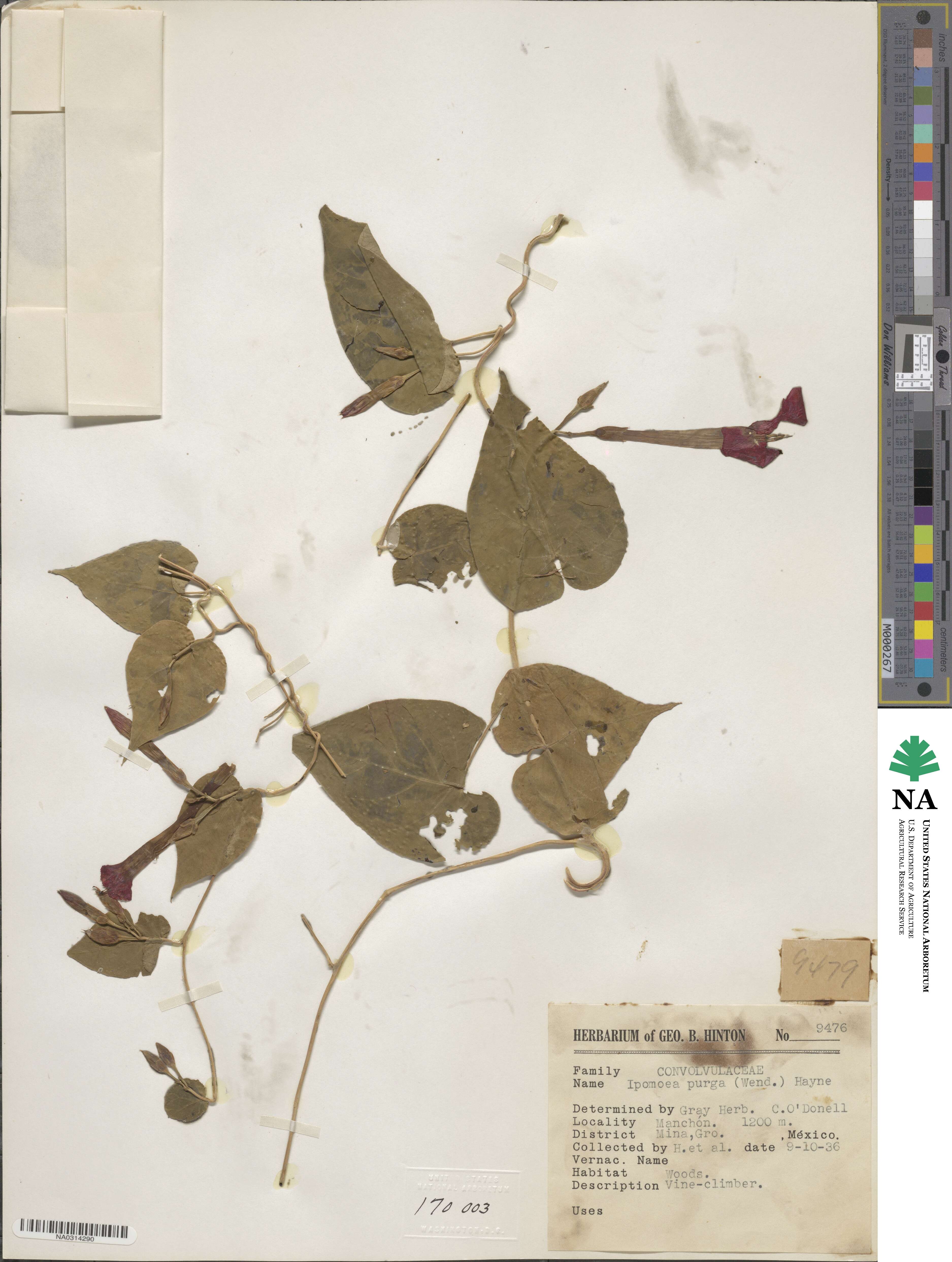 Ipomoea purga image