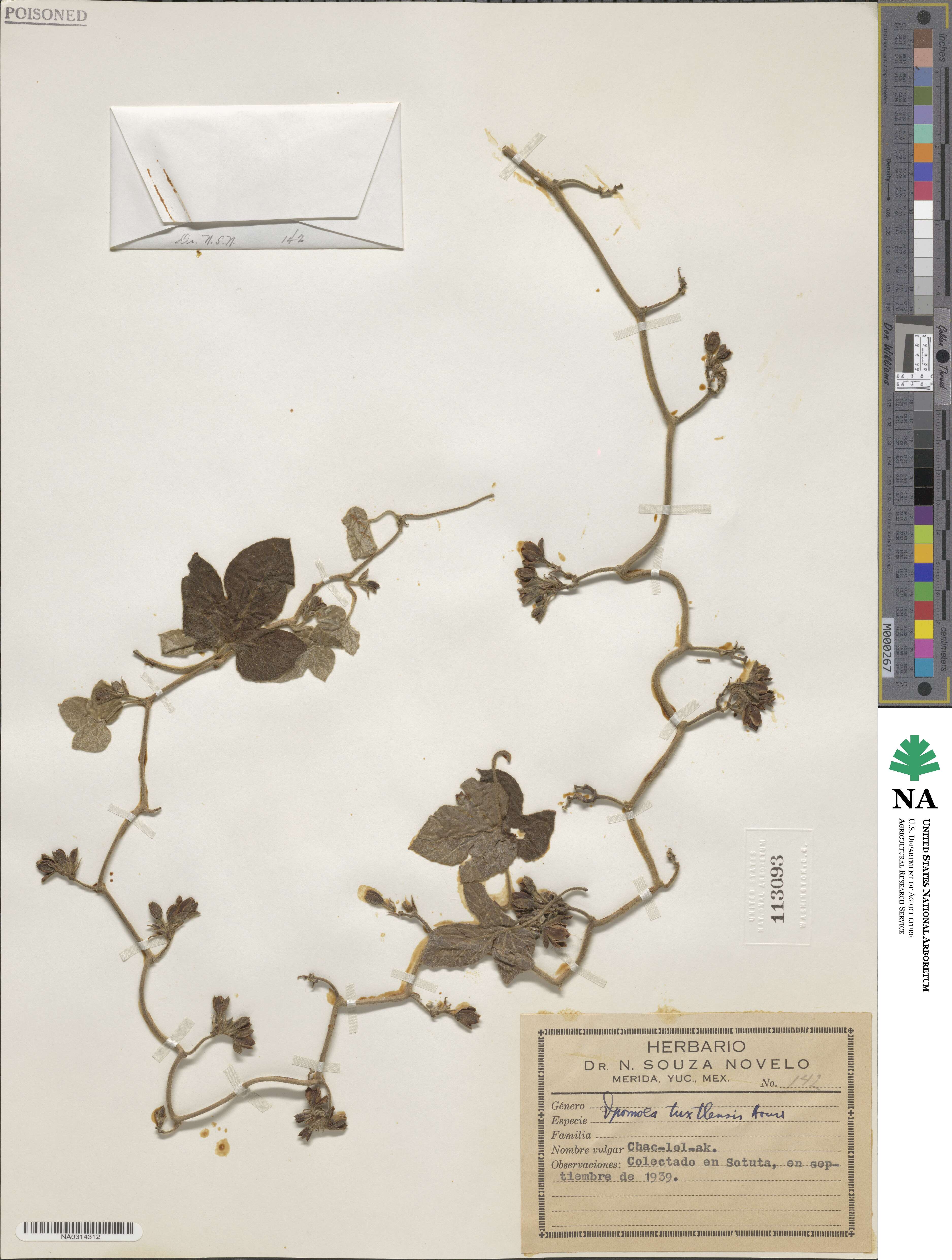 Ipomoea peteri image