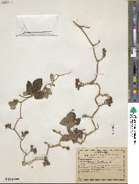 Ipomoea peteri image