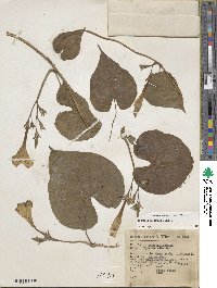 Ipomoea muricata image