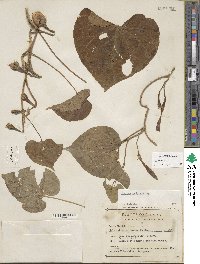 Ipomoea muricata image