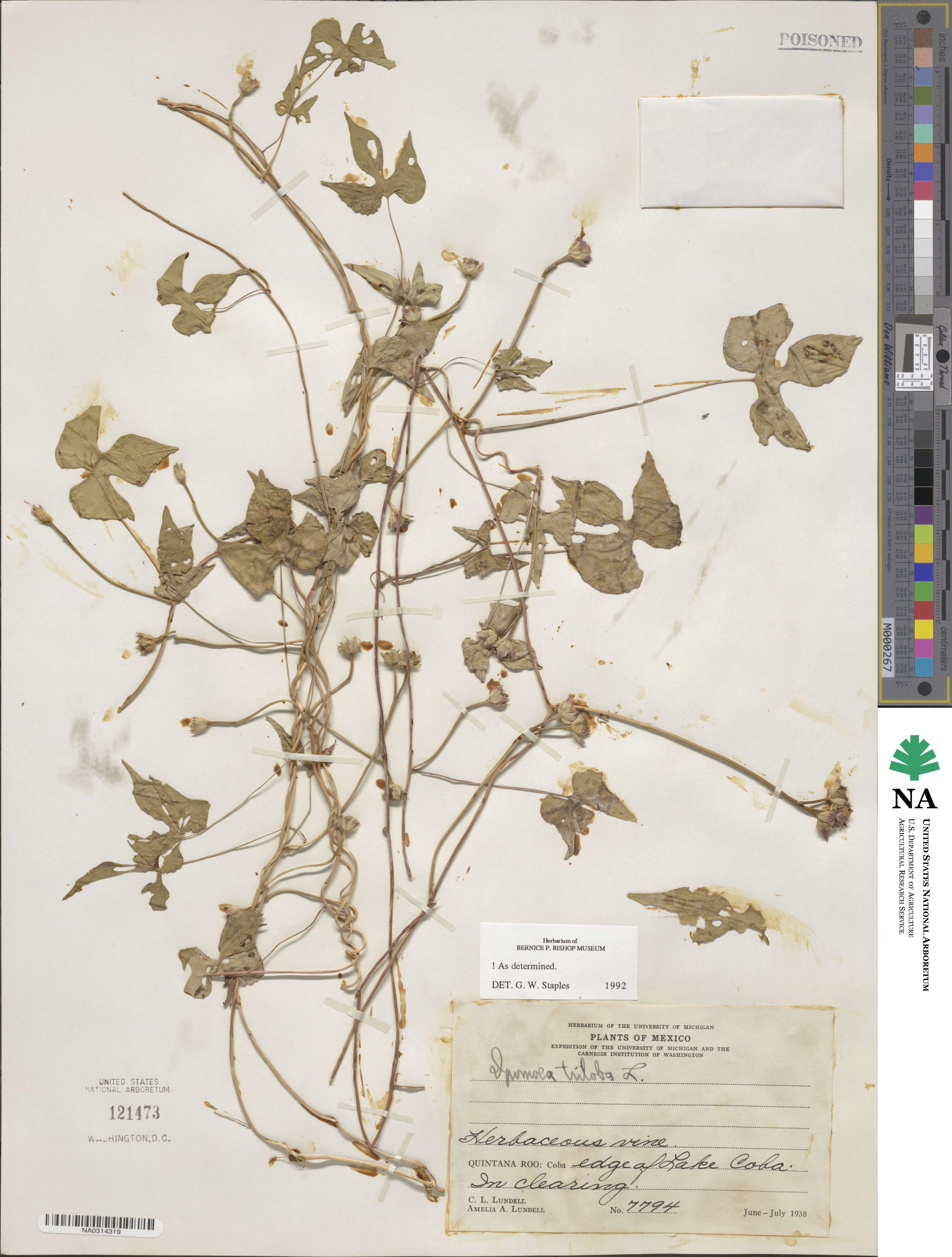 Ipomoea triloba image