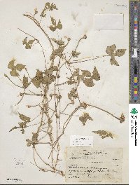 Ipomoea triloba image