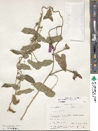 Ipomoea trifida image