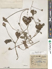 Ipomoea trifida image