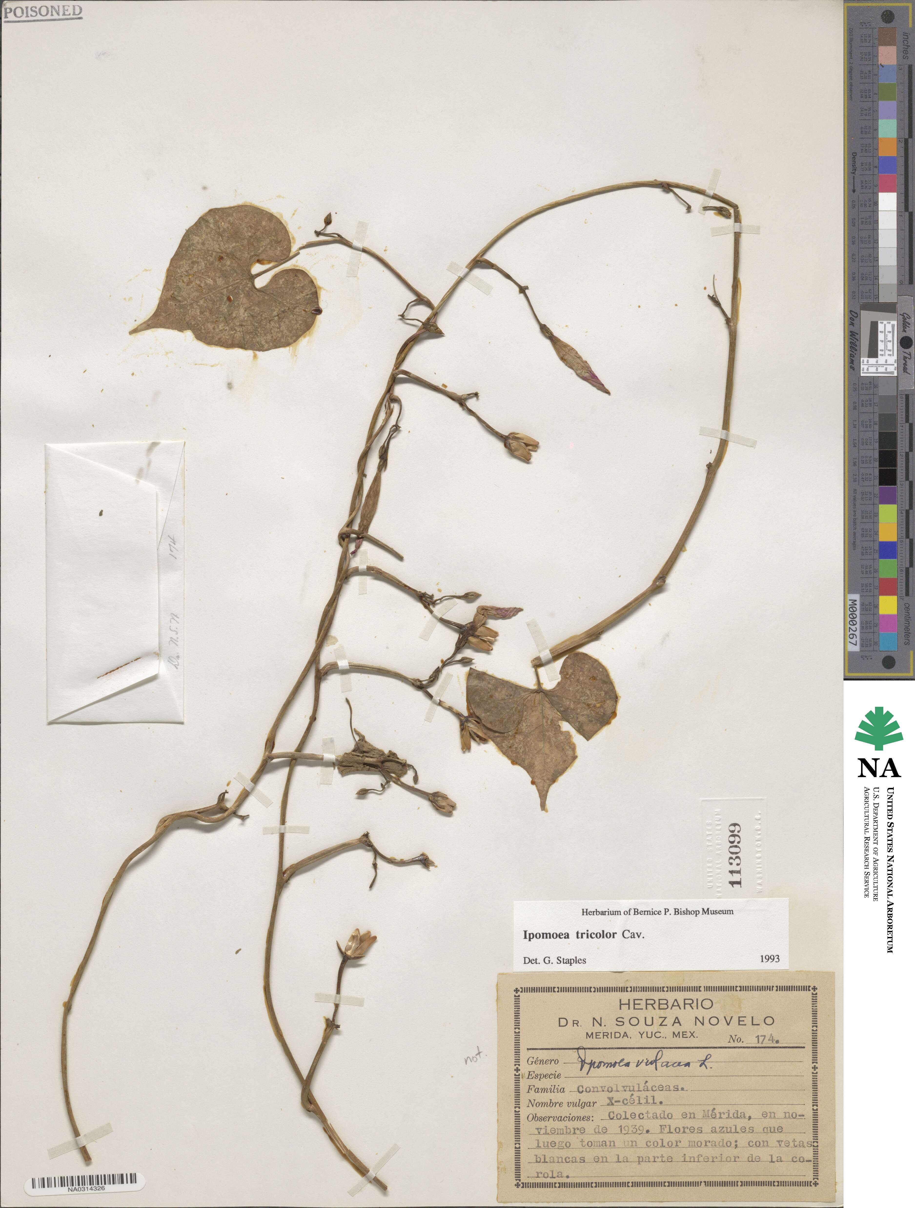 Ipomoea tricolor image
