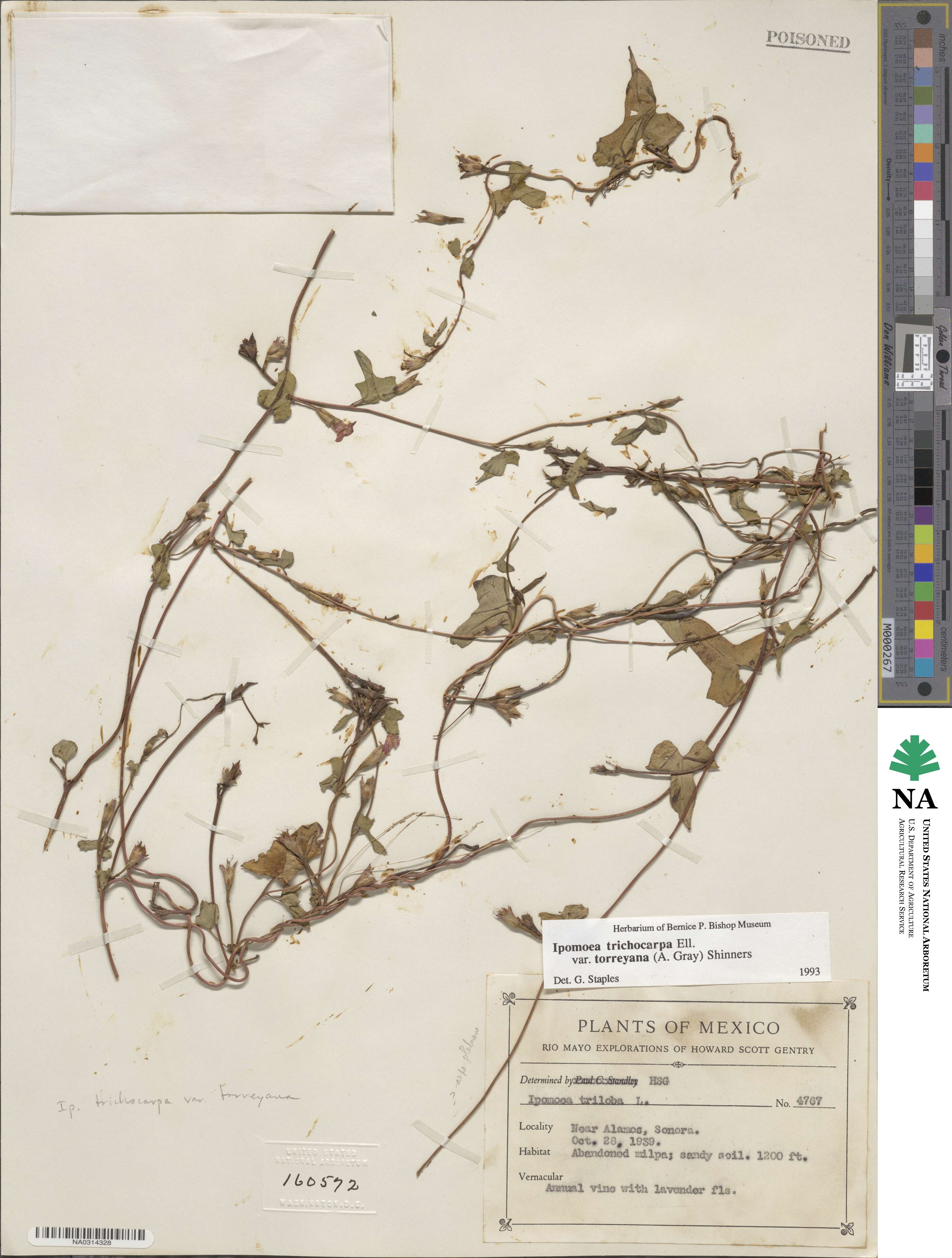 Ipomoea cordatotriloba image