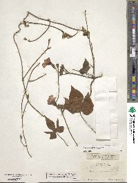 Ipomoea cordatotriloba image