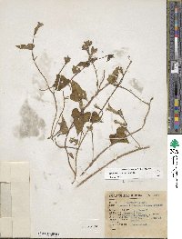 Ipomoea cordatotriloba image