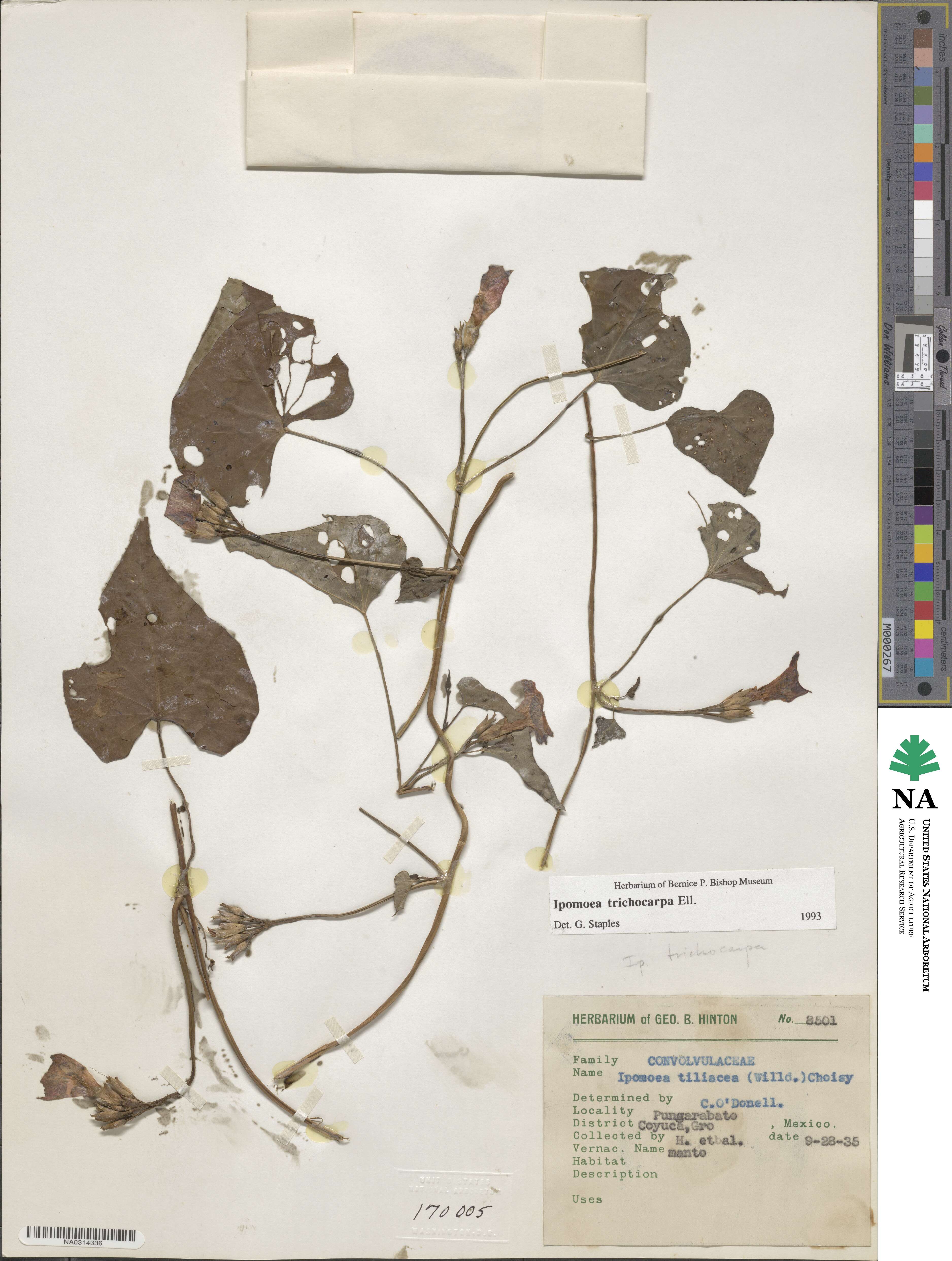 Ipomoea cordatotriloba image