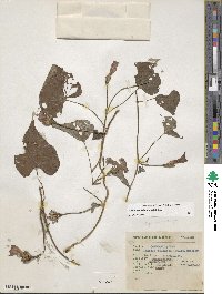 Ipomoea cordatotriloba image