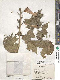 Ipomoea carnea subsp. fistulosa image