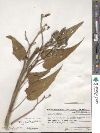 Ipomoea carnea image