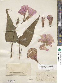 Ipomoea carnea subsp. fistulosa image