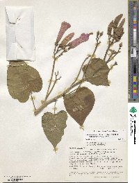 Ipomoea carnea subsp. fistulosa image