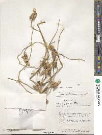 Ipomoea carnea image