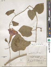 Ipomoea carnea image