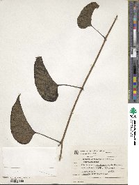 Image of Ipomoea cardiosepala