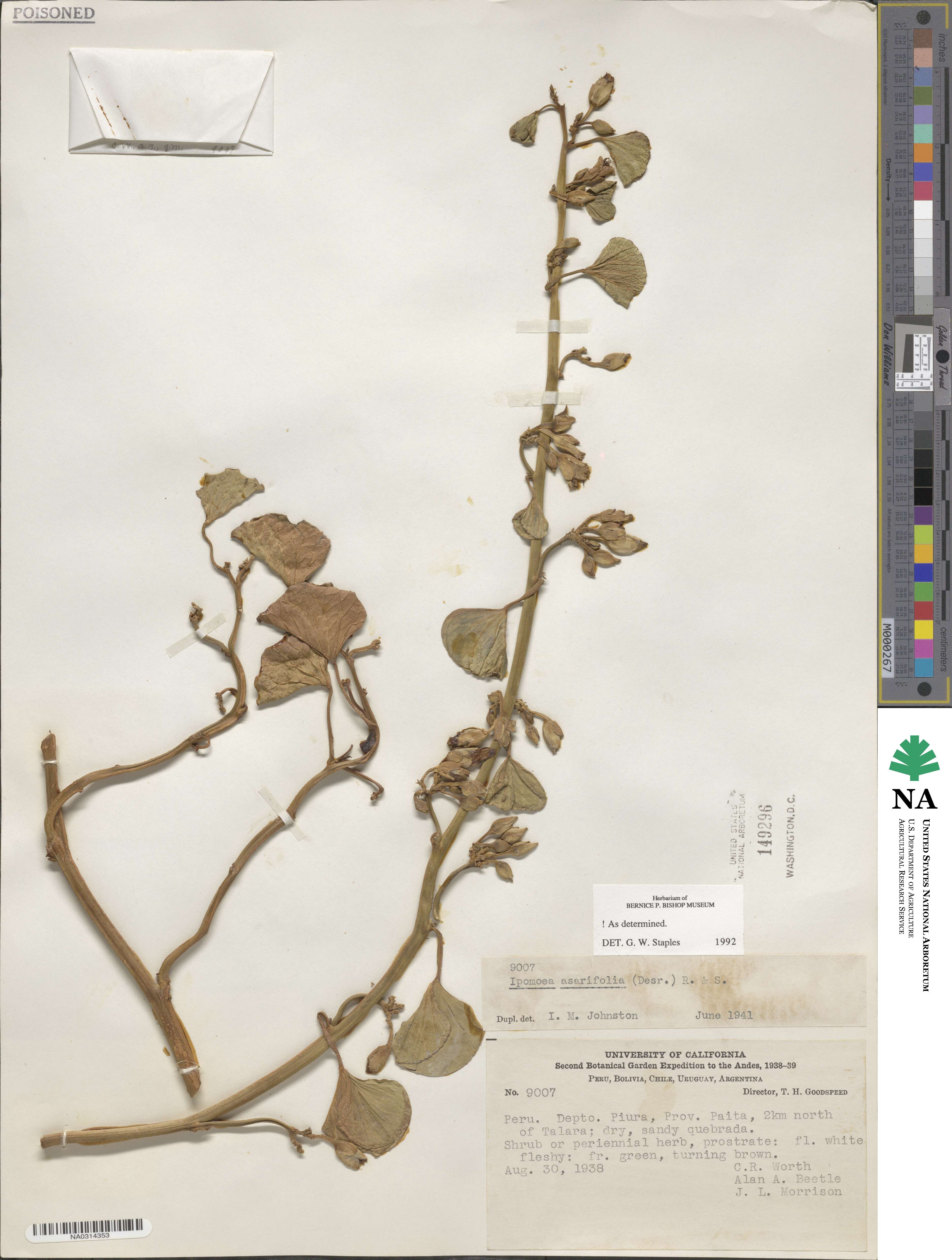 Ipomoea asarifolia image