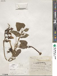 Ipomoea alba image