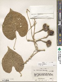 Ipomoea violacea image