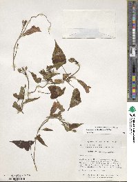 Ipomoea trifida image