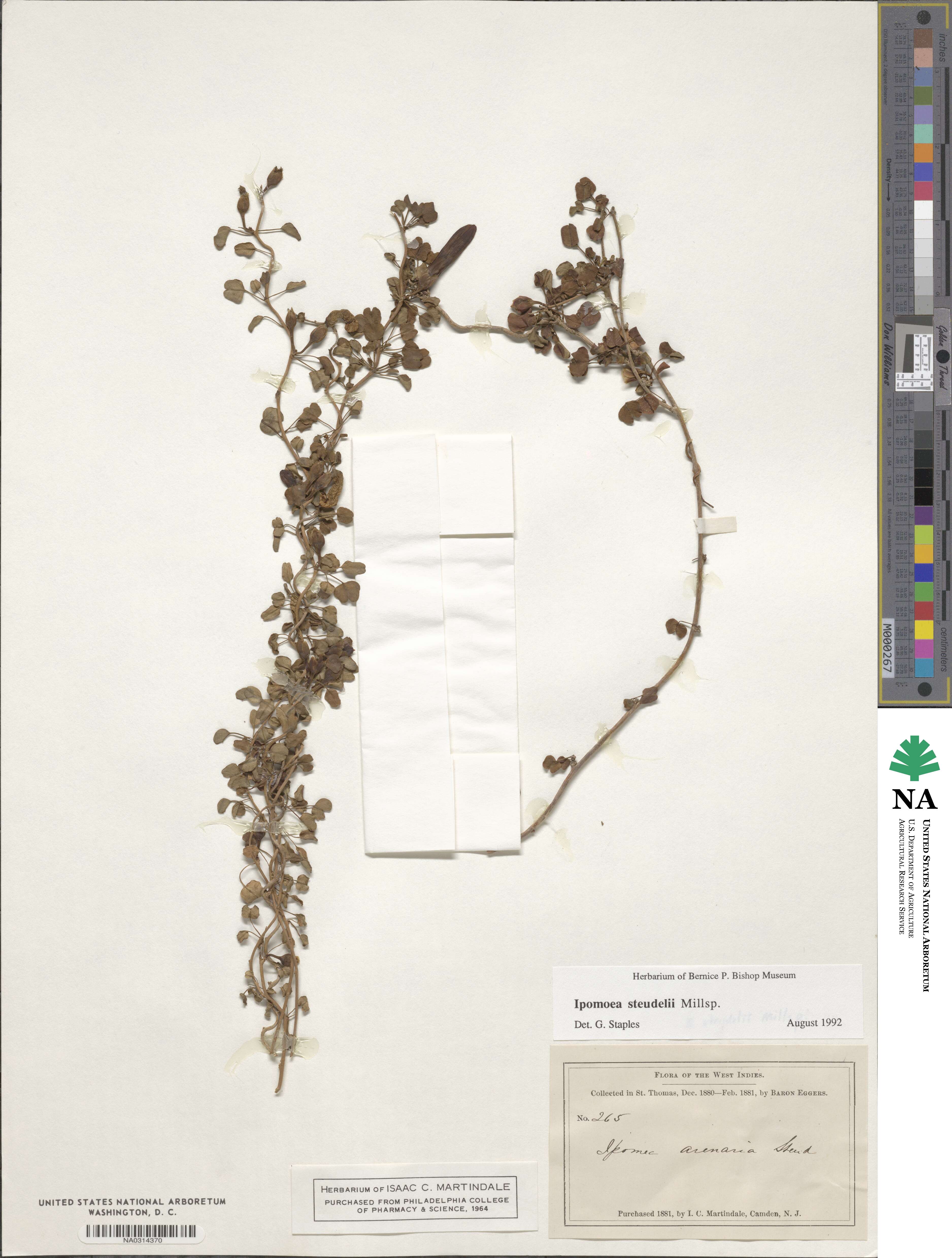 Ipomoea steudelii image