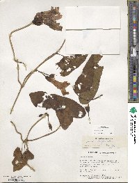 Ipomoea setifera image