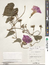 Ipomoea indica image