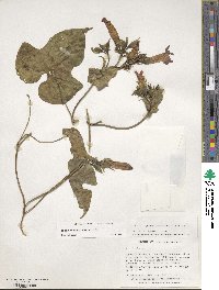 Ipomoea indica image