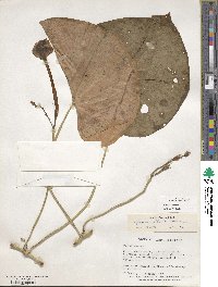 Ipomoea indica image