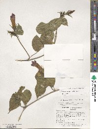 Ipomoea indica image