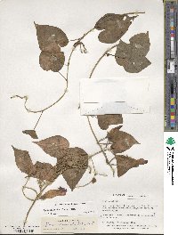 Ipomoea indica image