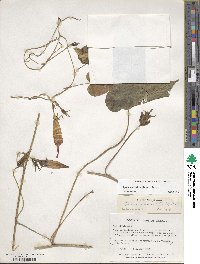 Ipomoea indica image