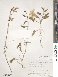 Ipomoea imperati image