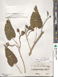 Ipomoea carnea image