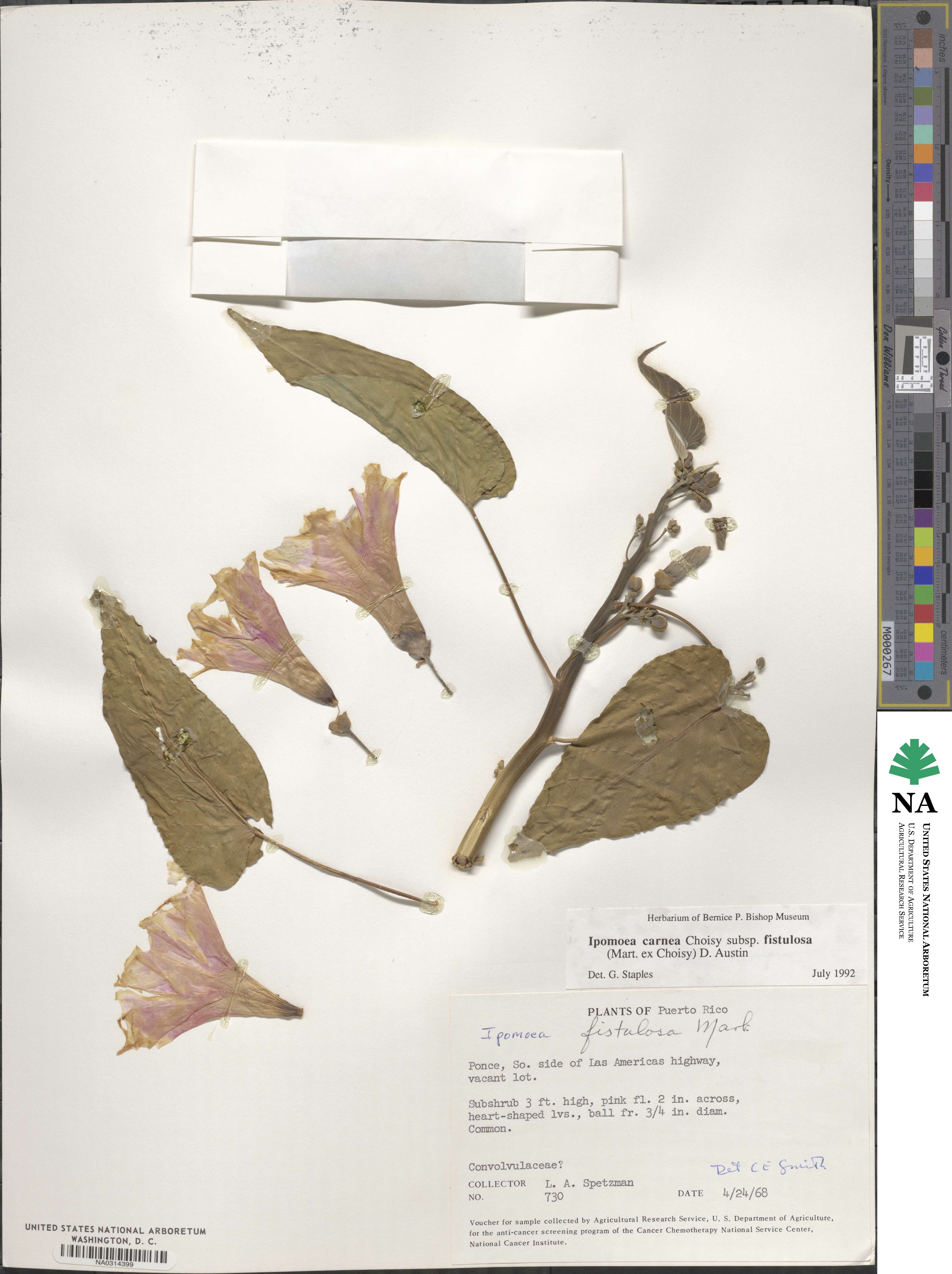 Ipomoea carnea image