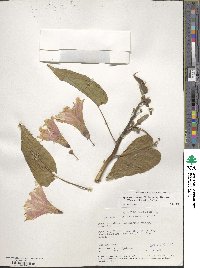 Ipomoea carnea subsp. fistulosa image