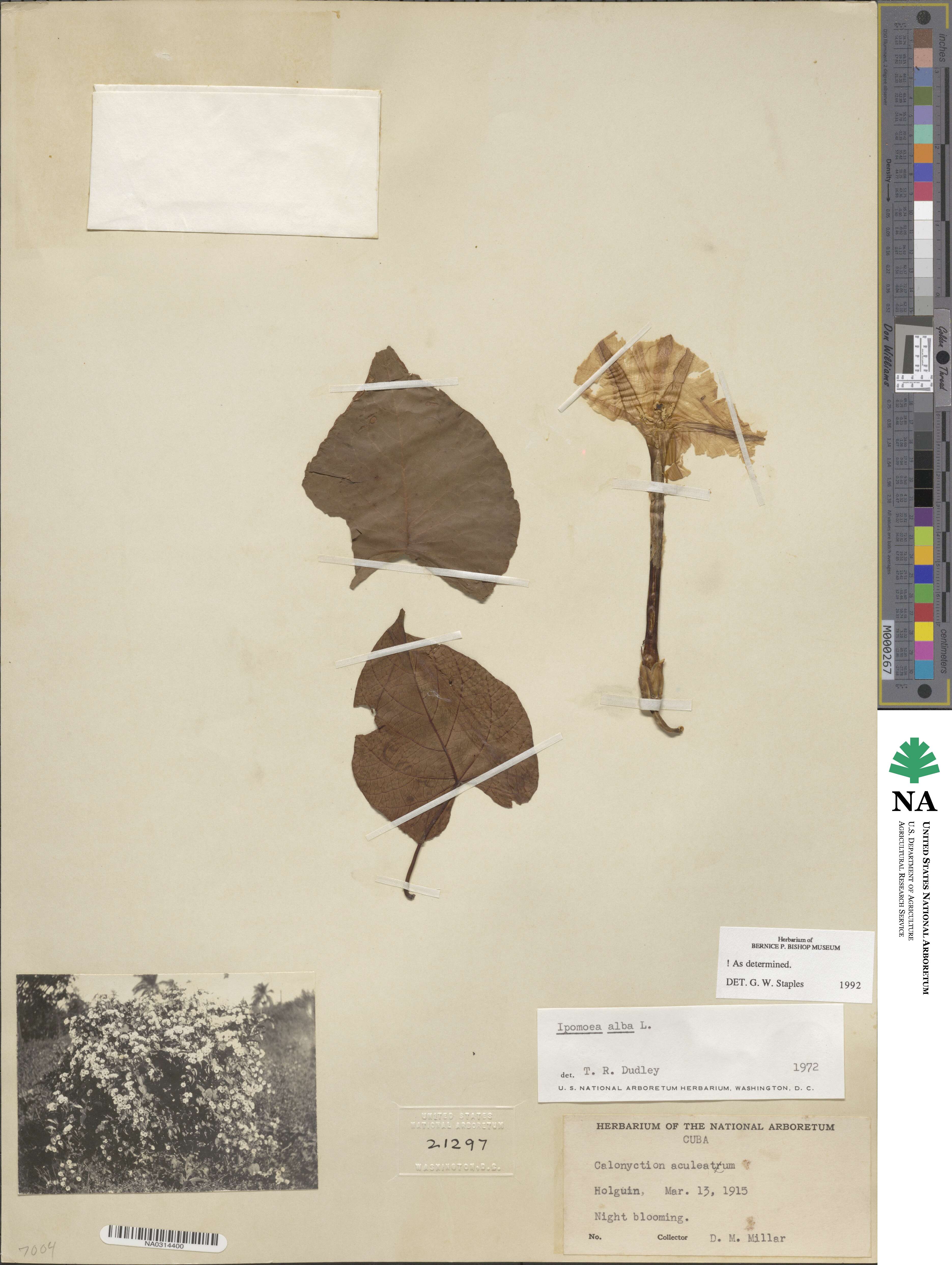 Ipomoea alba image