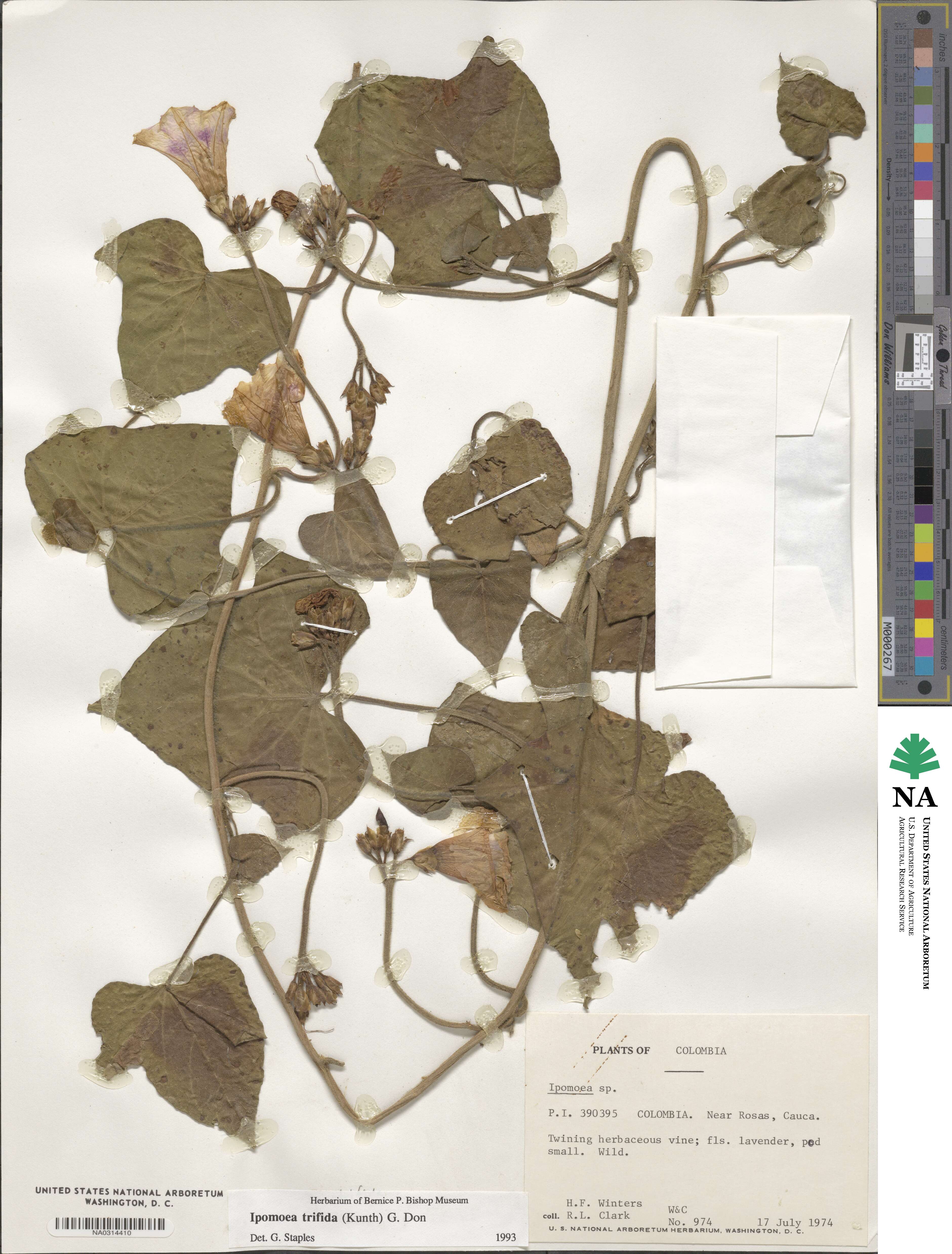 Ipomoea trifida image