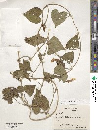 Ipomoea trifida image