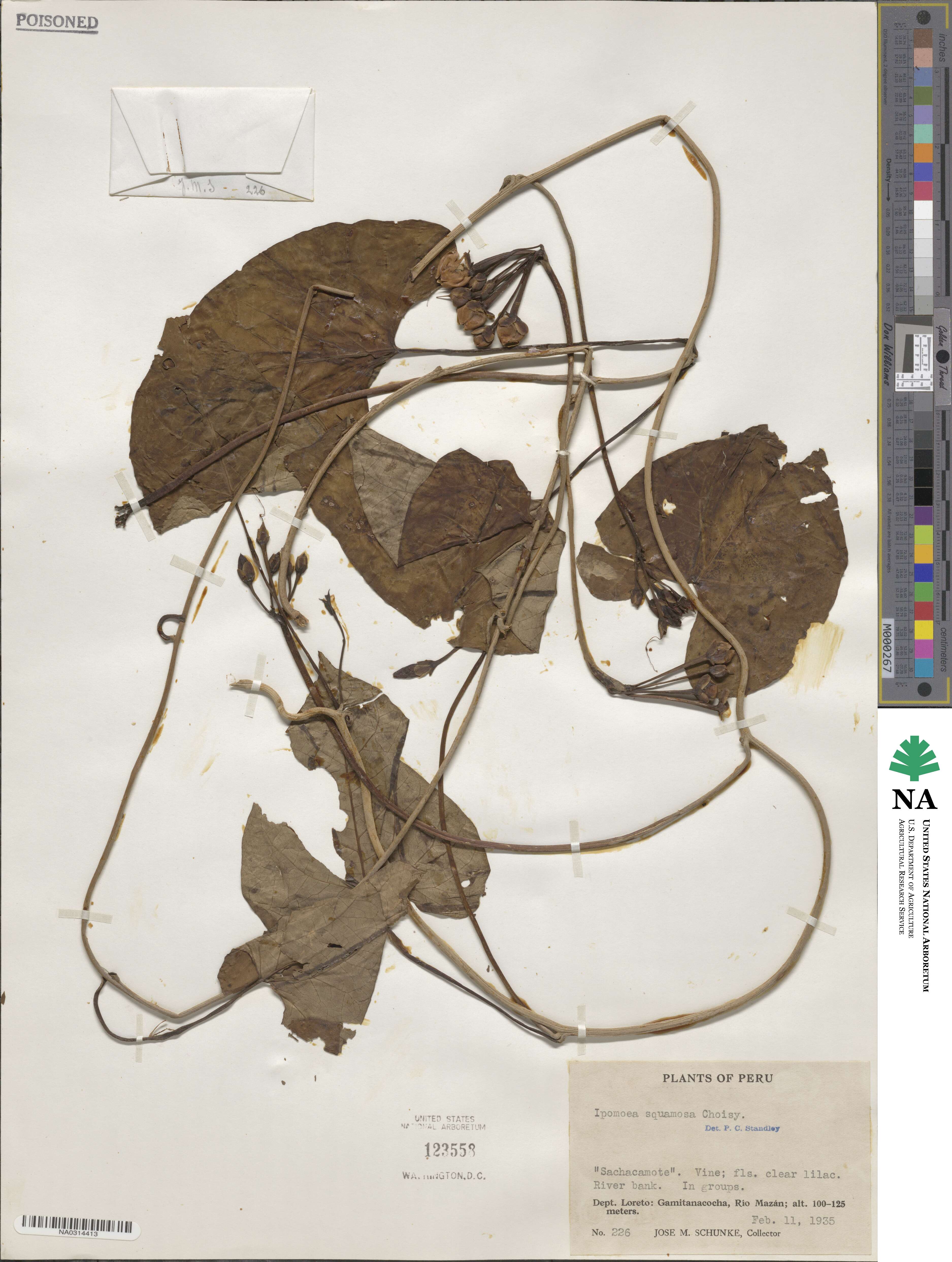 Ipomoea squamosa image